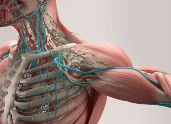ANATOMY